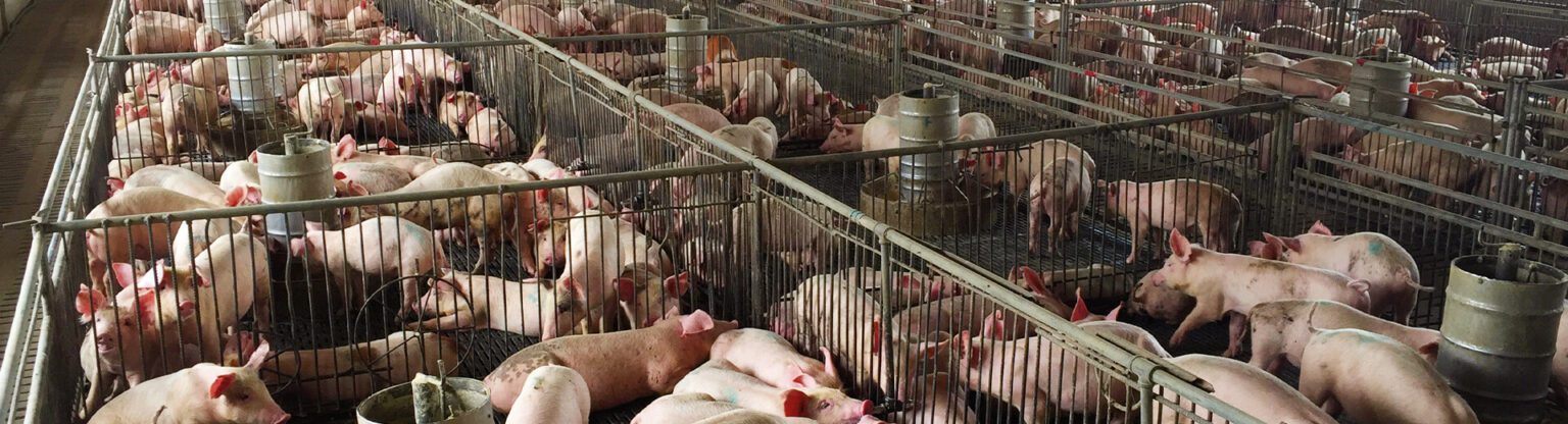 pandemicprevention_header